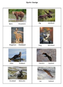 Bilder på svenska djur. 