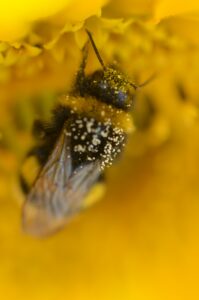Ett bi sitter i en blomma.
